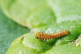 Chenille de papillon Aurore, premier stade