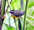 C. f. mexicana, en Costa Rica.