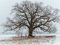 Eik í vetrarbúningi: Mecklenburg, Þýskalandi.