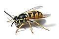 Avispa europea (Vespula germanica)