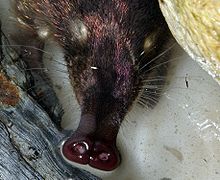 Vue rapprochée de la trompe d'un animal à fourrure, avec à la base de longs poils perpendiculaires, l'extrémité étant nue et terminée par deux narines globuleuses entourées de papilles.