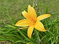 A Hemerocallis lilioasphodelus cultivar growing in Venezuela