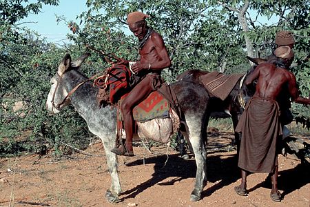 Pastors himba.