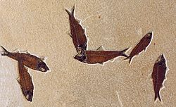 Knightia eocaena fish, about 10 centimetres (3.9 in) long. Knightia is the most commonly excavated fossil fish in the world.[9]