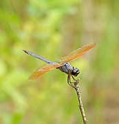 Libellula jesseana