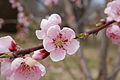 Peach blossom