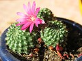 Rebutia ionantha