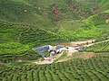 Tea plantations in Cameron Highlands