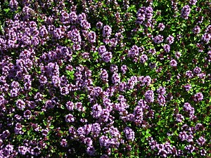 Thymus × citriodorus