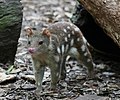 Riesenbeutelmarder (Dasyurus maculatus)