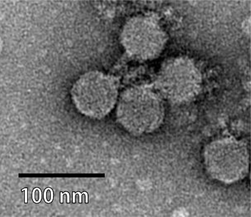 Clostridium-Phage CPS2, Guelinviridae