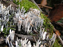 Xylaria hypoxylon