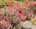 Aloe mitriformis