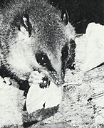 Black and white photograph of opossum