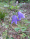 Campanula rotundifolia, bluebell bellflower, Peninsula State Park