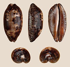 Description de l'image Chelycypraea testudinaria 01.JPG.