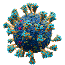 Coronavirus. SARS-CoV-2.png