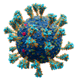 Modèle scientifique du SARS-CoV-2, virus responsable de la Covid-19. (définition réelle 2 048 × 2 048)