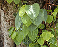 Sacred fig tree, provincial tree of Odisha