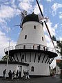 Zelfkruier. De Gudhjem in Bornholm Denemarken.