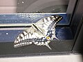 キアゲハ Papilio machaon アゲハチョウ科