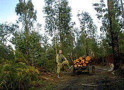 Taman Nasional Kolkheti.