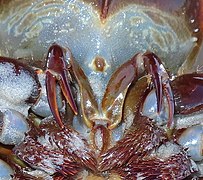 Three-segmented chelicerae of an Atlantic horseshoe crab