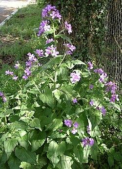 Perennial honesty, L. rediviva