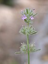 Micromeria nervosa (Mont Carmel, Israël)