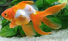 Oranda Ryukin