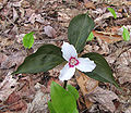 Painted trillium (Trillium undulatum)