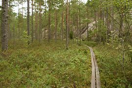 Forêt de Tiveden.