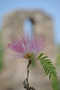 Radiant raintree flower