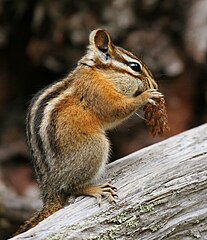 Neotamias minimus, Least chipmunk