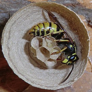 Een Meene Häspe (Vespula vulgaris) bie'n Näästbau