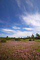 A meadow on Vilsandi in summer