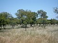 Akaziensavanne im Osten Burkina Fasos