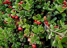 Arctostaphylos uva-ursi