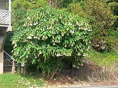 Description de l'image Brugmansia_tree.jpg.