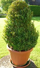 Ezpel arrunta (Buxus sempervirens)