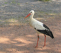 Cigogne blanche