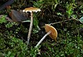 !Conocybe vestita sin. Pholiotina vestita!