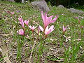 Otra vista de flores del lugar