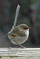 Les femelles adultes (ici M. c. cyaneus) ont un cercle oculaire de plumes rouge-orange.