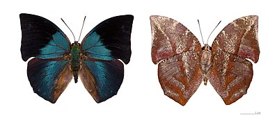 Museum specimen ♂ Both sides