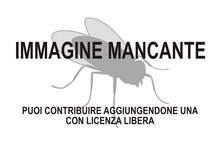 Immagine di Lygistorrhinidae mancante