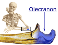 Olecranon