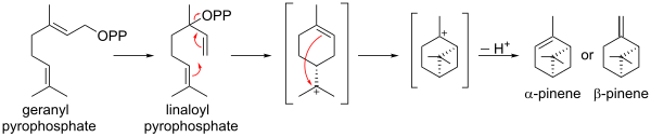 Pineenin biosynteesi geranyylipyrofosfaatista