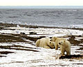 Polar bear sow and two cubs on Beaufort Sea coast, Alaska