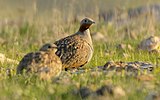 Black-bellied sandgrouse